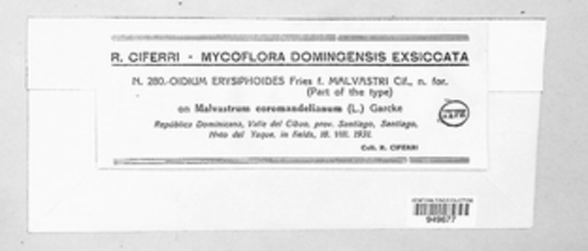 Oidium erysiphoides f. malvastri image